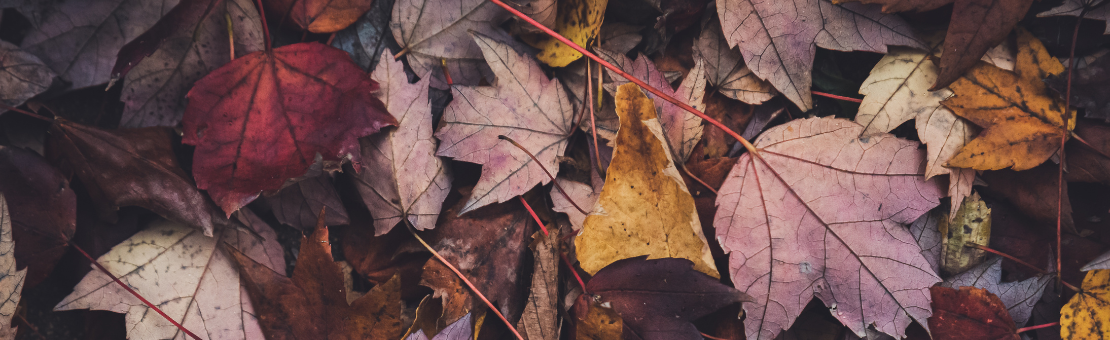 Un automne bio et local avec les tisanes des Jardins de la Montagne Verte. 